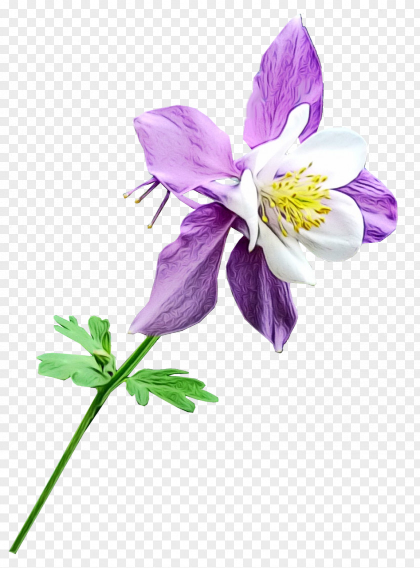 Viola Wildflower Blue Watercolor Flowers PNG