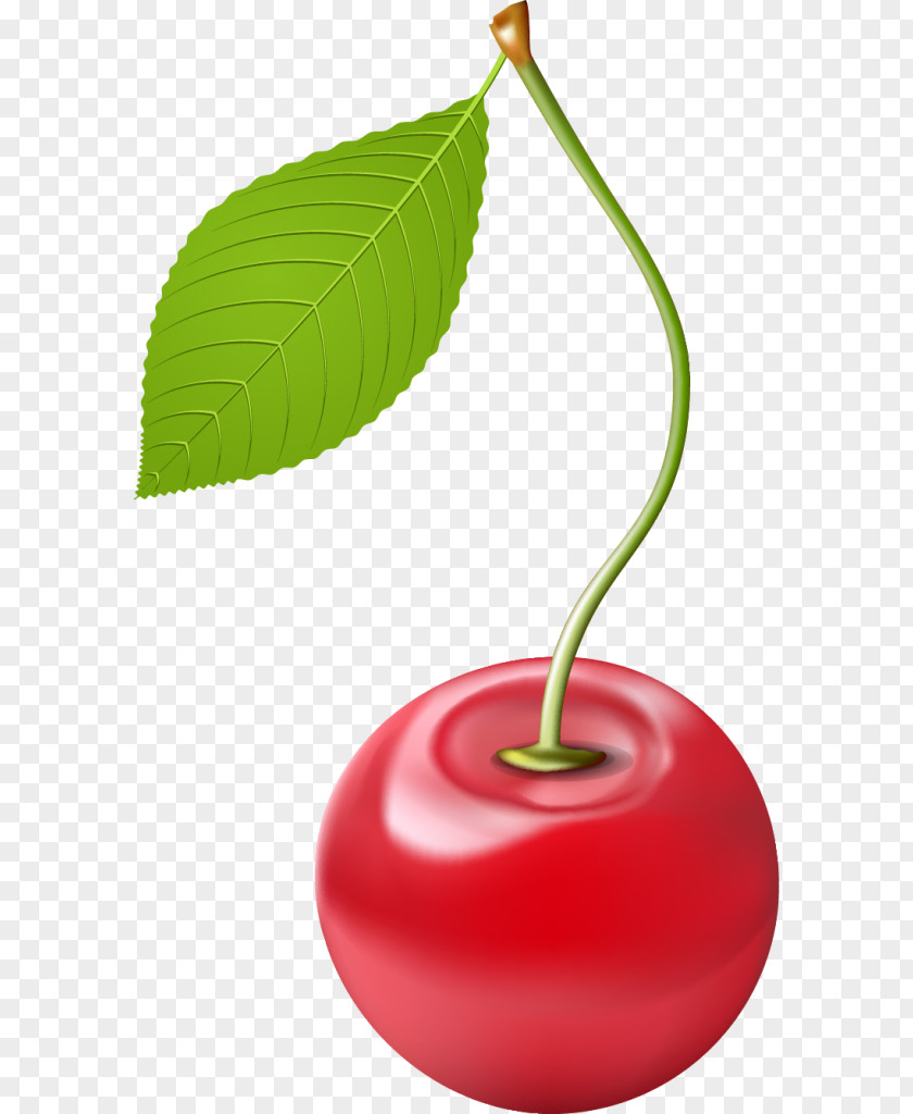 Cherry Drawing PNG
