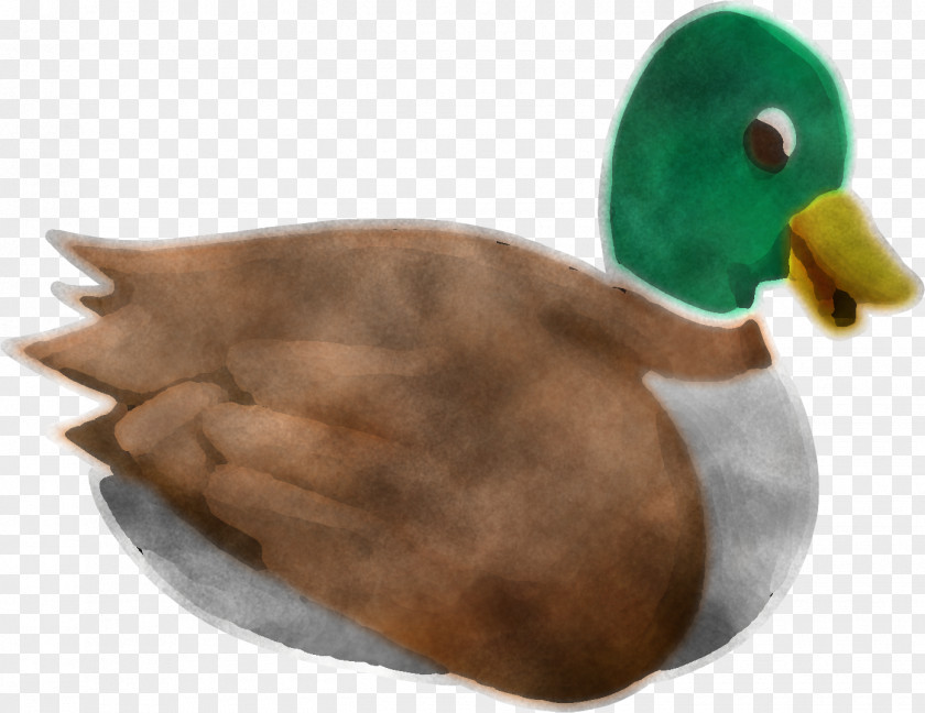Duck Mallard Ducks, Geese And Swans Water Bird PNG