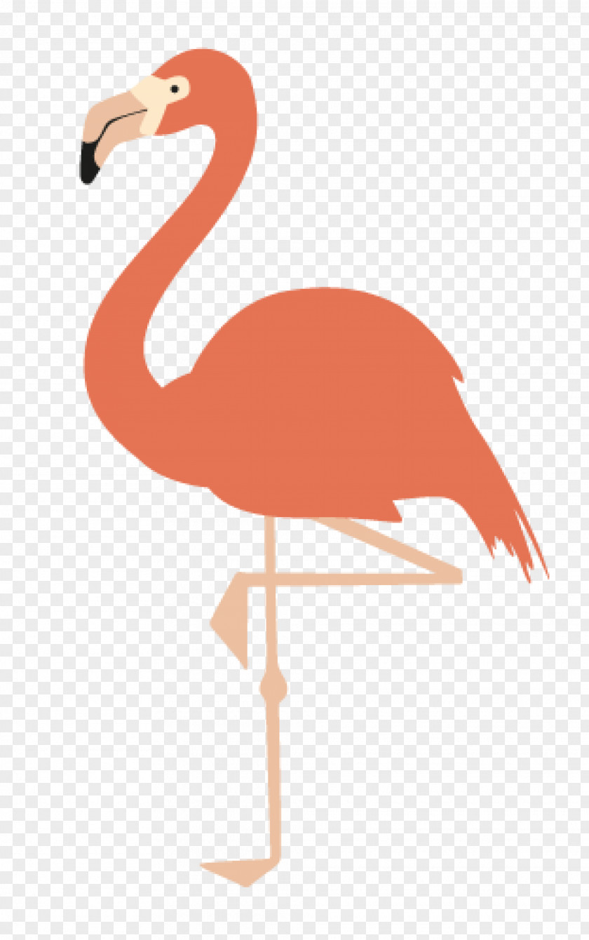 Flamingo American Drawing Printing Printmaking PNG