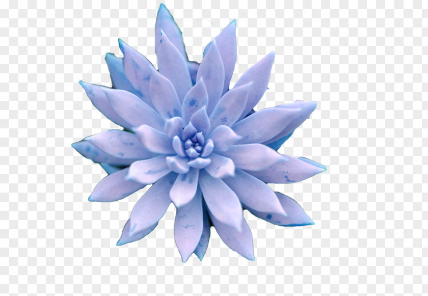 Plant Succulent Petal Blue PNG