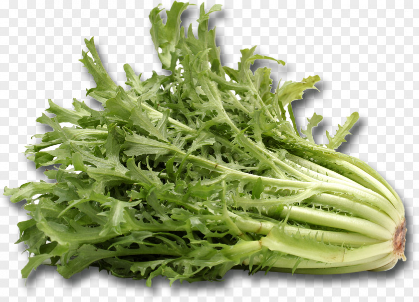 Broccoli Cichorium Endivia Romaine Lettuce Vegetarian Cuisine Curled Endive PNG