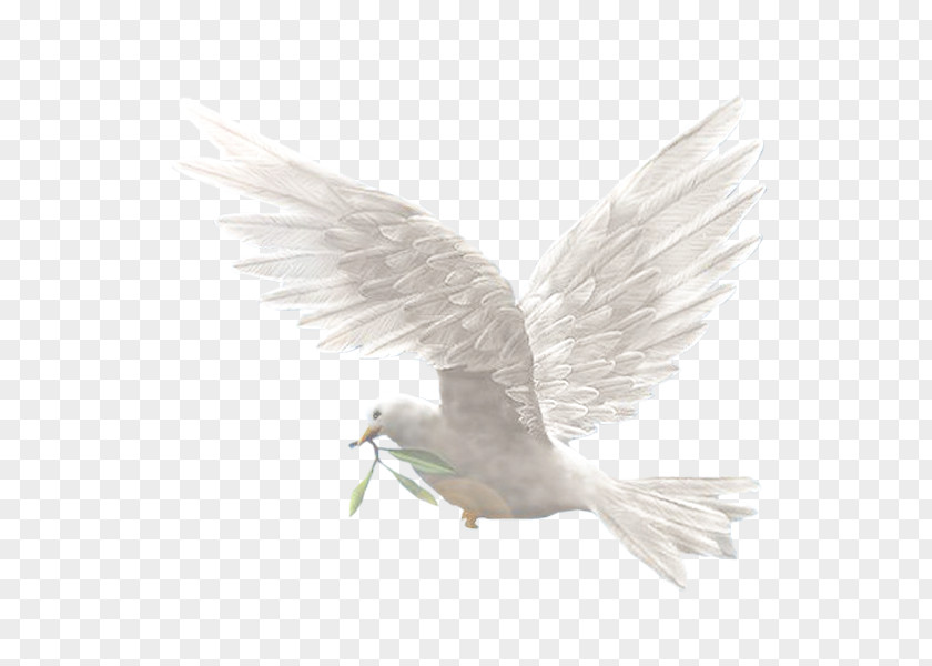 Dove Image Photography Homing Pigeon Pigeons And Doves PNG