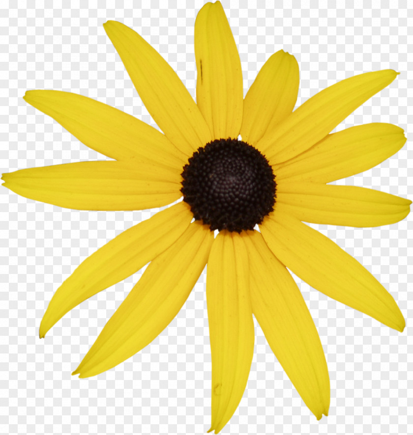 Flower Information Chamomile Petal PNG