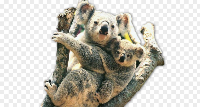 Kola Koala Australia Zoo Fauna Of Wildlife Animal PNG