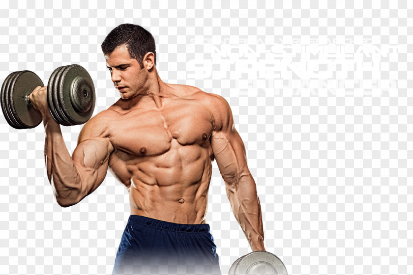 Muscle Bodybuilding Physical Fitness Weight Training Biceps PNG