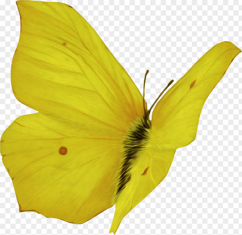 Butterfly Insect Pieridae Colias Pollinator PNG
