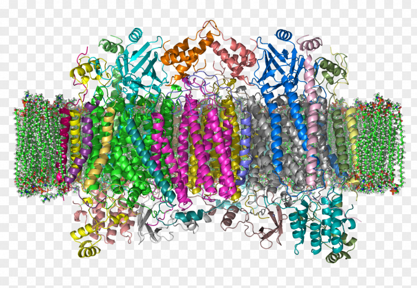 Enhance Cytochrome C Oxidase Enzyme PNG