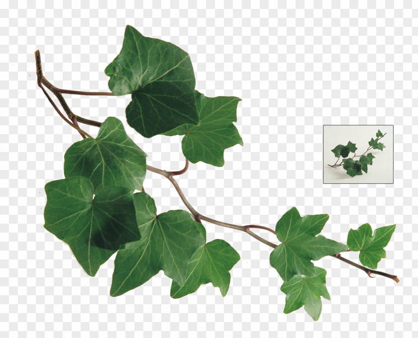 Ivy Common Leaf Plant Vine PNG