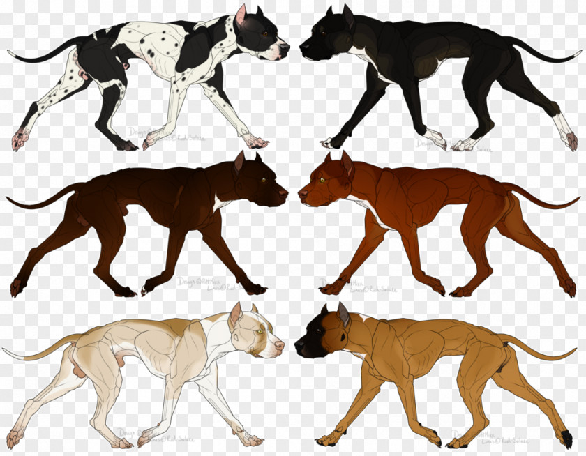 Pitbull Dog Breed Whippet Spanish Greyhound American Pit Bull Terrier PNG