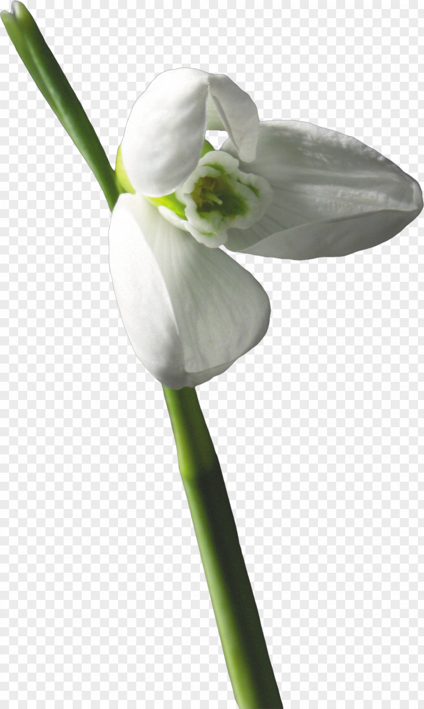 Snowdrop Flower Meaning Blue Rose German Chamomile Rosa Gallica PNG