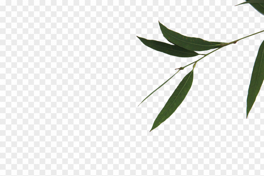 Bamboo Leaves Green Leaf Bamboe Gratis PNG