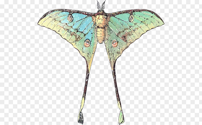Butterfly Insect Luna Moth Comet PNG