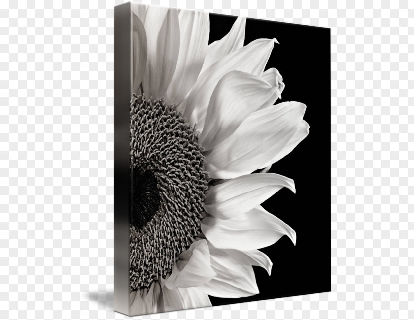 Flower Black And White Photography Art PNG