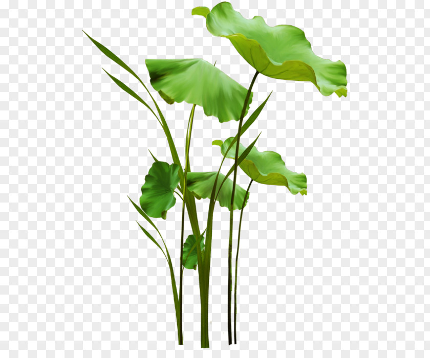 Leaf Cut Flowers Vegetable Herb Plant Stem PNG
