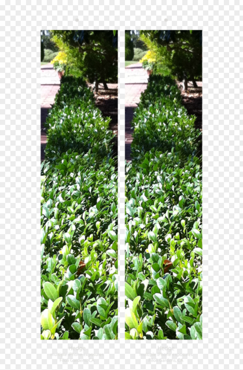Leaf Garden Groundcover Evergreen Shrub PNG