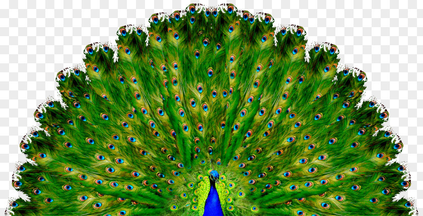 Peacock Opens The Screen Crochet Doily Knitting Yoga Pattern PNG