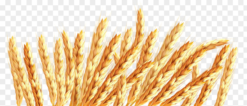 Wind Shakes The Barley Oat Wheat Icon PNG