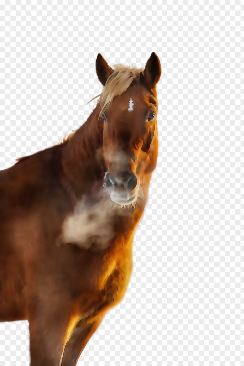 Animal Figure Mane Horse Sorrel Mustang Brown Mare PNG