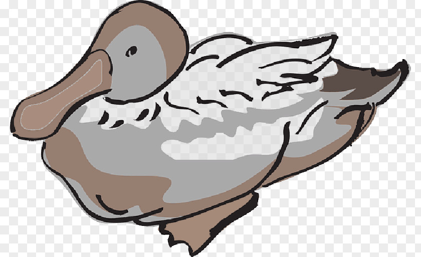 Domestic Duck Clip Art Vector Graphics Image PNG