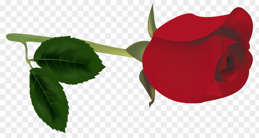 Green Leaves Of Roses Bud Rose Red Clip Art PNG