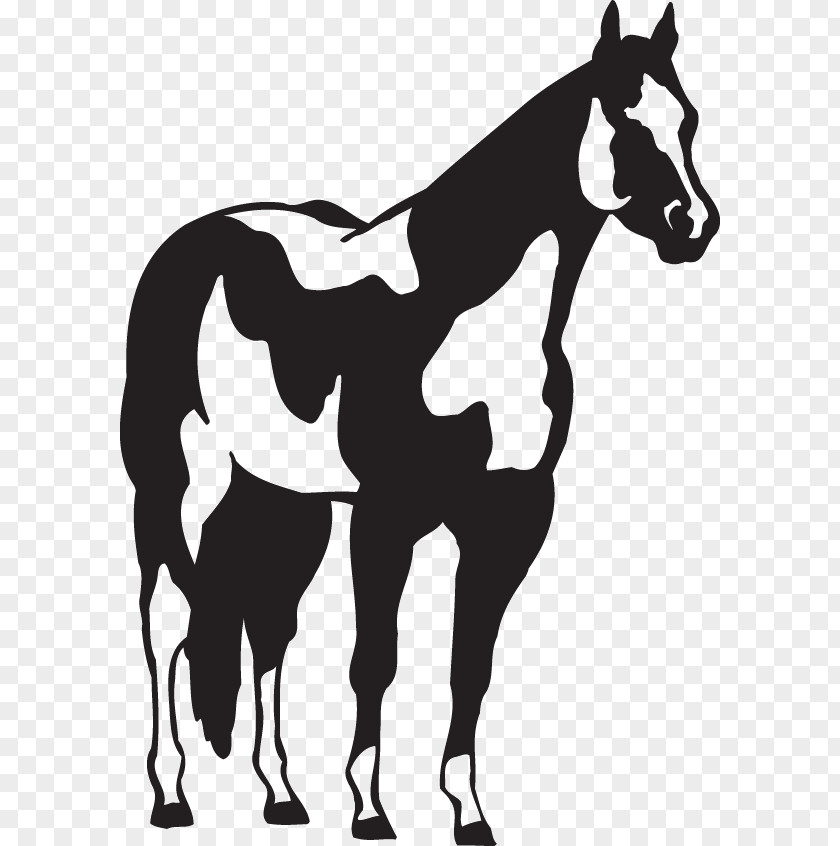 Mustang American Paint Horse Quarter Pony Decal Sticker PNG