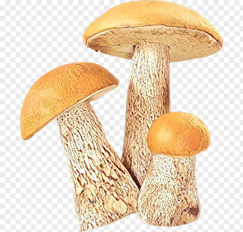 Pleurotus Eryngii Mushroom Image PNG