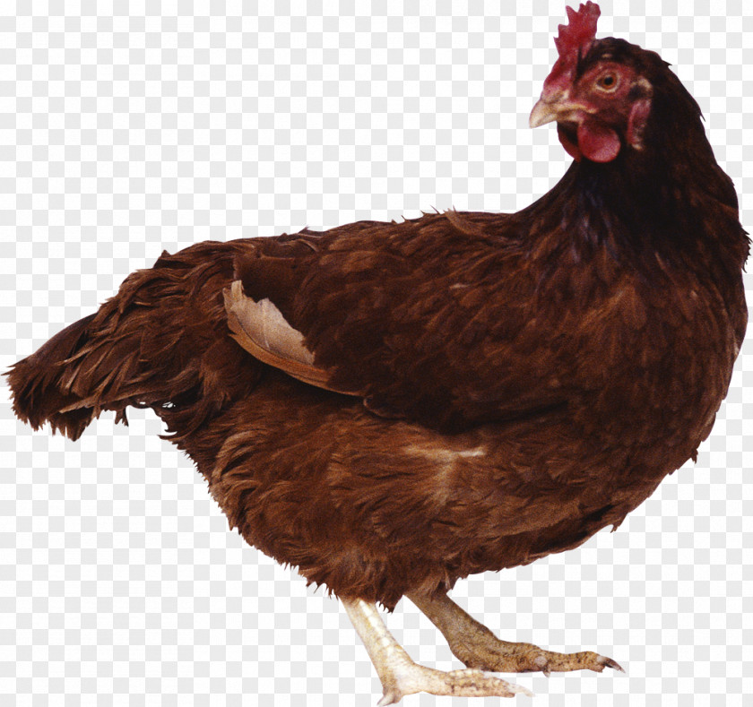 Chick Chicken Poultry Egg PNG