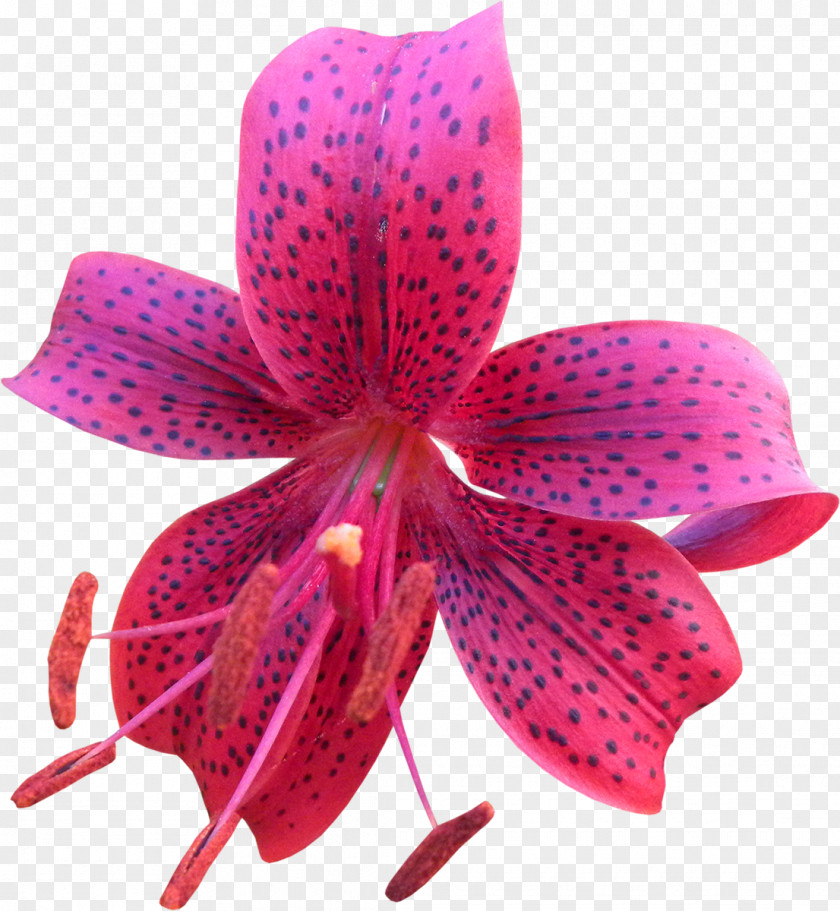 Lilly Flower Petal Clip Art PNG