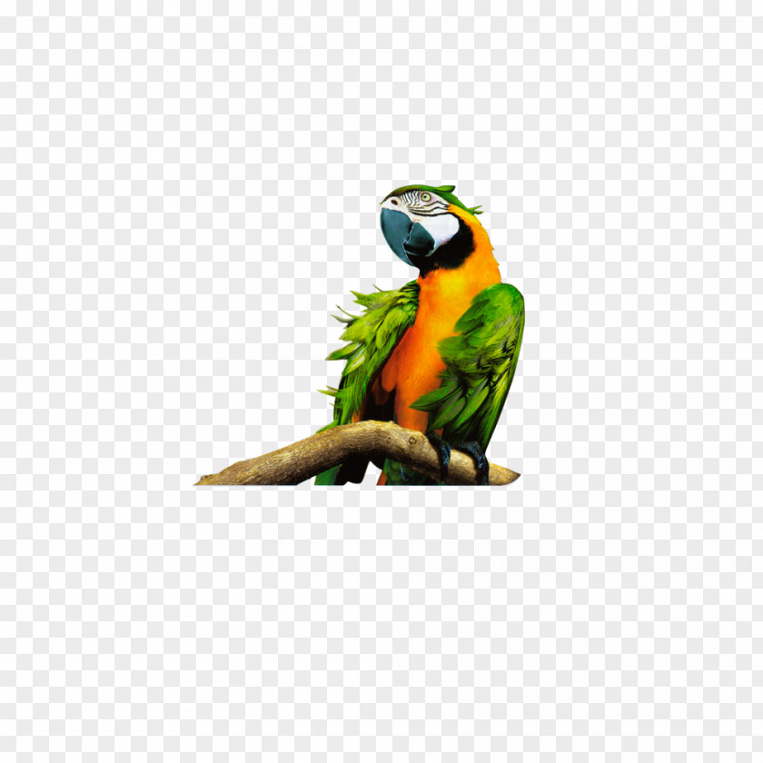 Parrot Lovebird U0412 U043au043eu0433u0442u044fu0445 U0443 U0441u043au0430u0437u043au0438 Macaw PNG u0412 u043au043eu0433u0442u044fu0445 u0443 u0441u043au0430u0437u043au0438 Macaw, Black mouth parrot clipart PNG