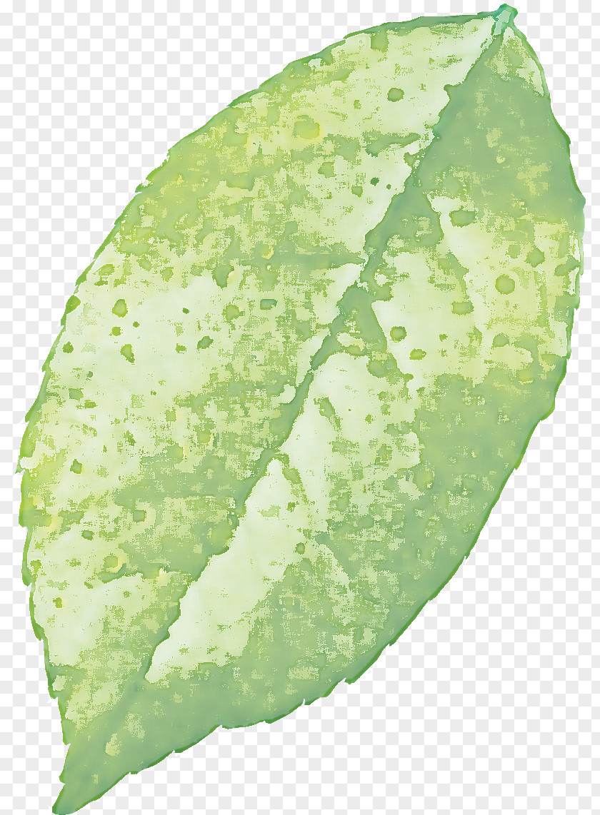 Plant Pathology Leaf Vegetable Plants PNG