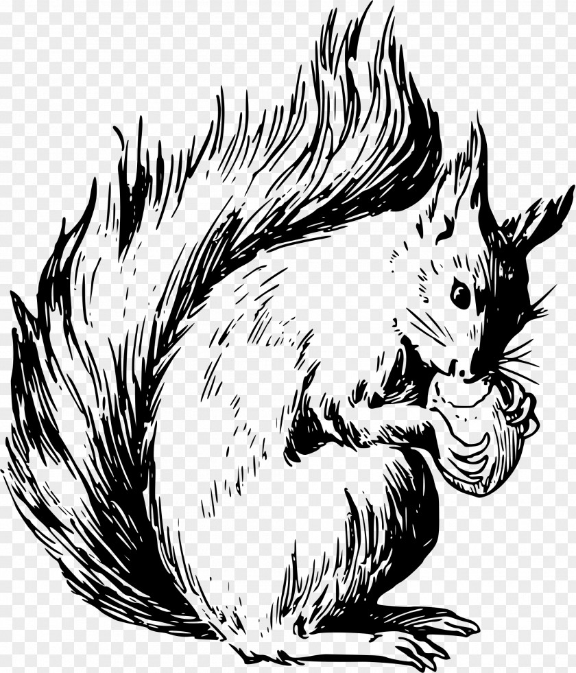 Almond Nuts Eastern Gray Squirrel Coloring Book American Red PNG