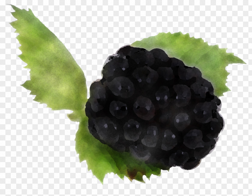 Blackberry Berry Grape Fruit Rubus PNG