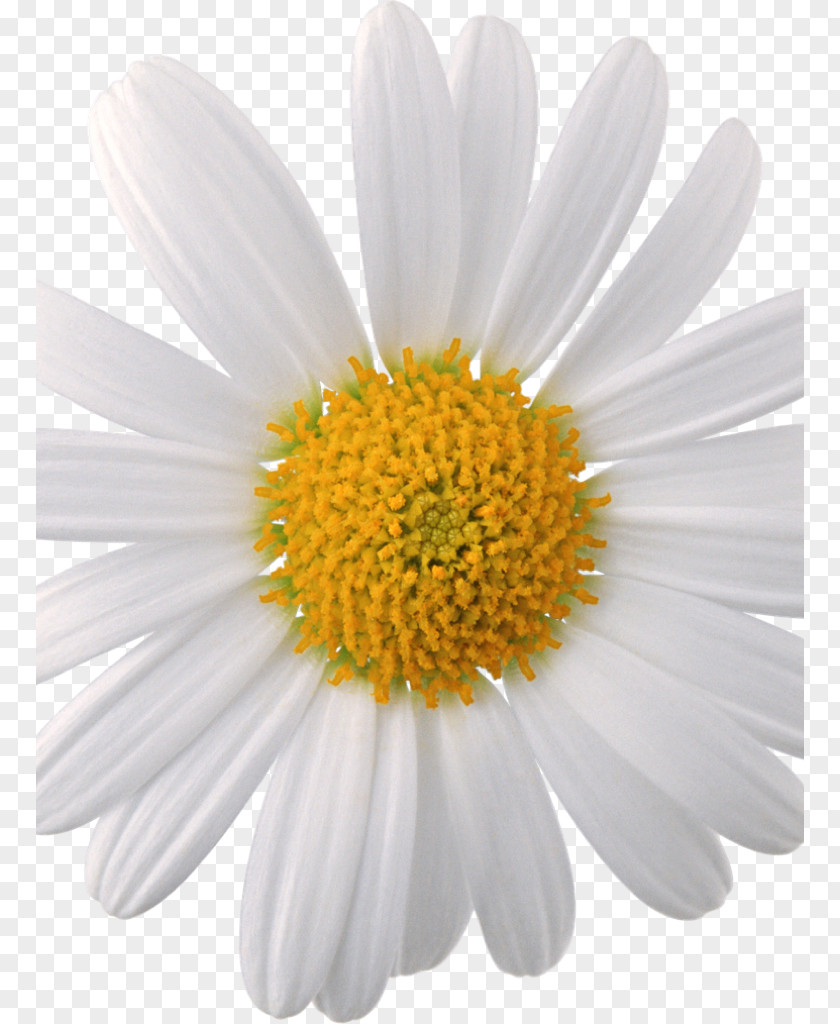 Chamomile Oxeye Daisy Common Family PNG