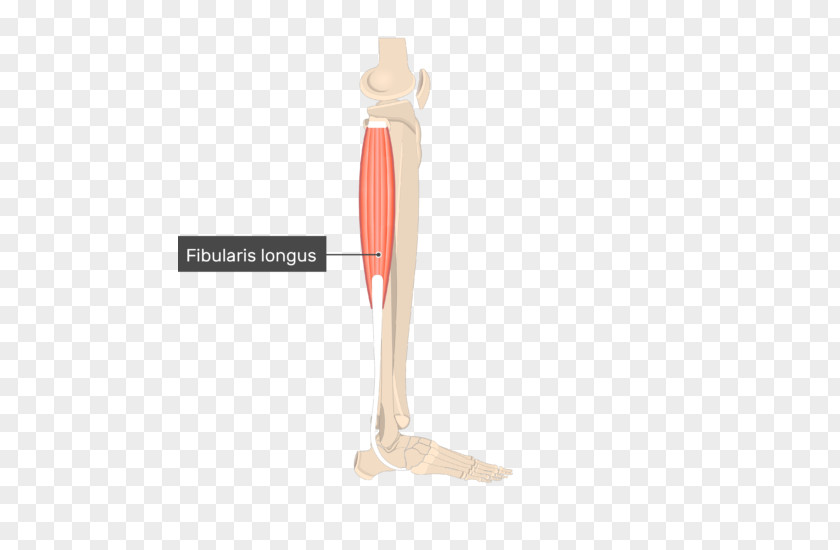 Muscle Anatomy Peroneus Longus Fibularis Muscles Brevis Adductor PNG