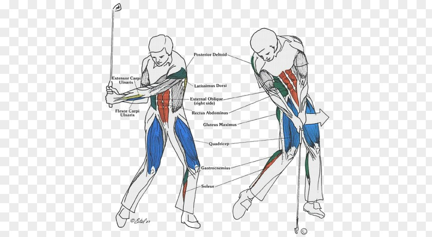 Muscles Golf Stroke Mechanics Core Exercise Strength Training PNG