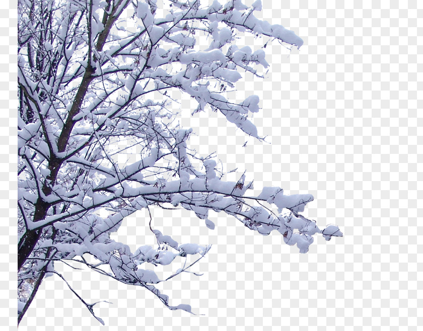 Snow On The Branches Branch Twig PNG