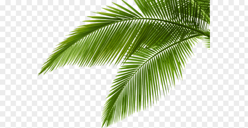 Tropical-vector Stock Photography Royalty-free PNG
