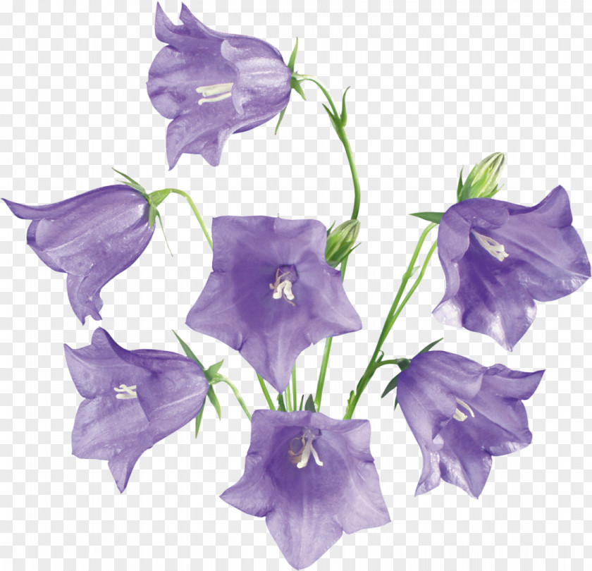 Wild Flowers Flower Clip Art PNG