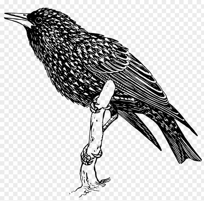 Bird Common Starling Clip Art PNG