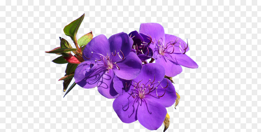 Flower Cut Flowers Stock Photography Violet PNG
