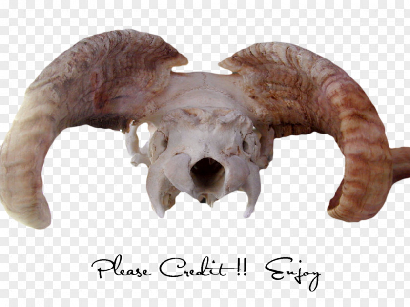 Skull Horn Animal Skulls PNG