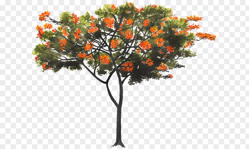 Arboles Tree Cordia Boissieri Sebestena Dodecandra Alliodora PNG