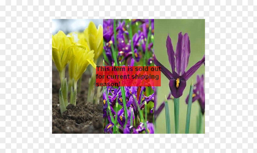 Crocus Irises Tulip Bulb Petal PNG