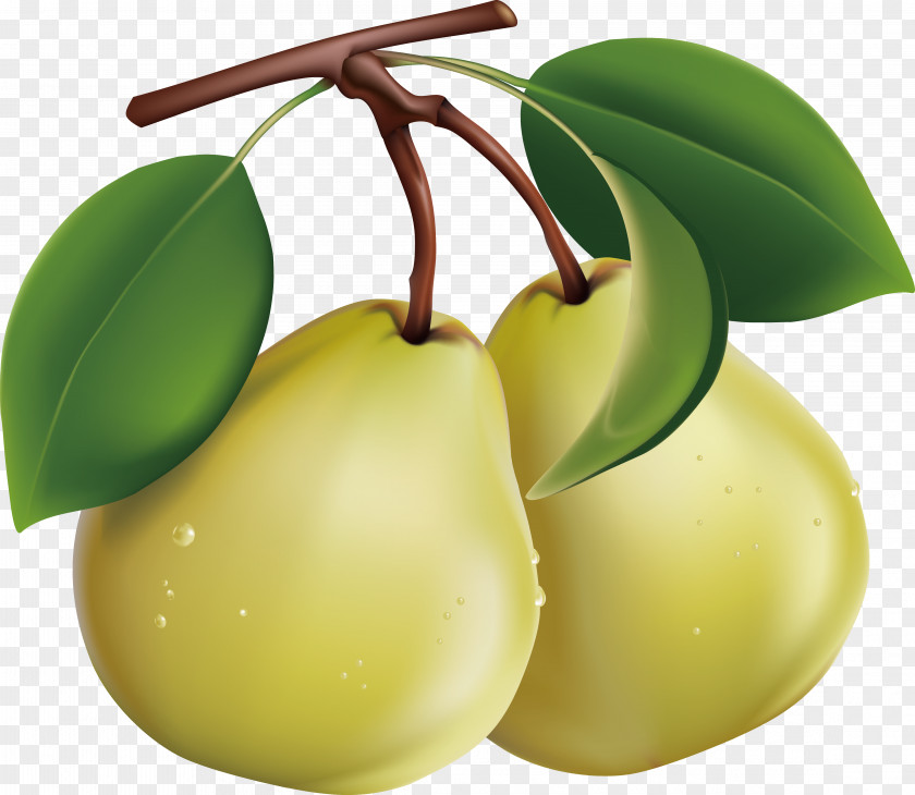 Pear Asian Fruit Clip Art PNG