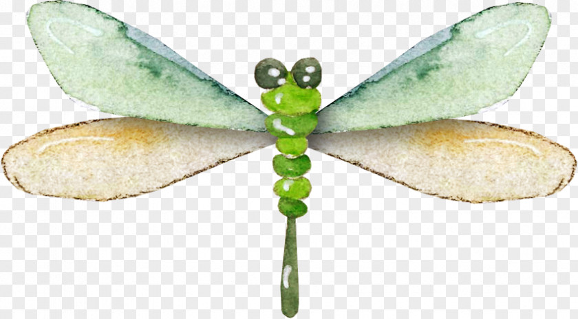 Pretty Dragonfly Insect Data Compression PNG