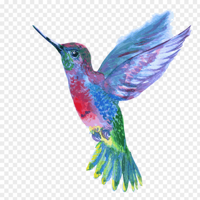 Humming Bird Hummingbird Drawing PNG
