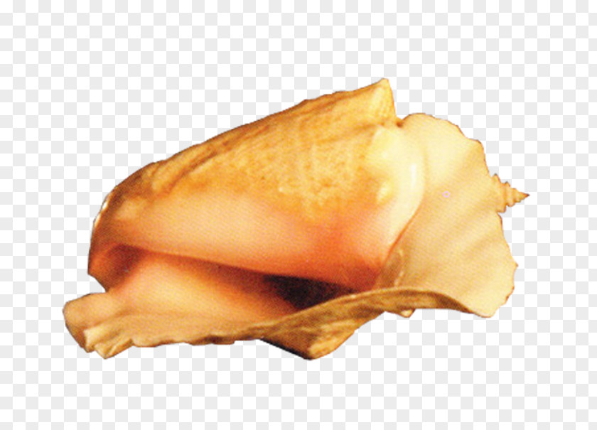 Conch Download Computer File PNG
