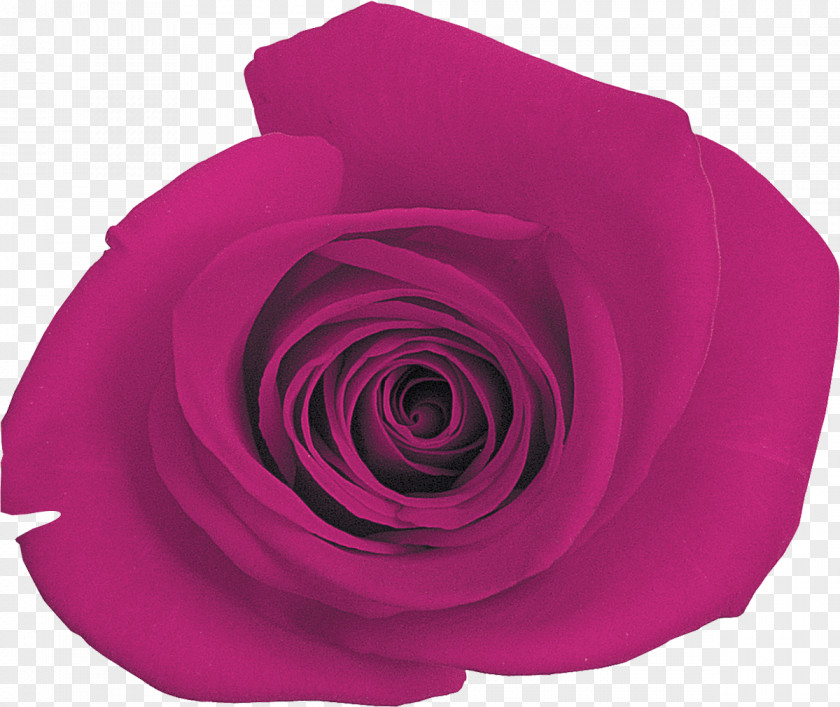 Lilac Purple Rose Magenta Pink PNG