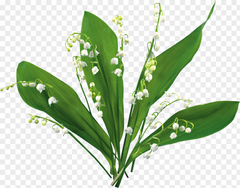 Lily Of The Valley May 1 Flower Clip Art PNG